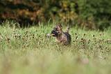 CAIRN TERRIER 525